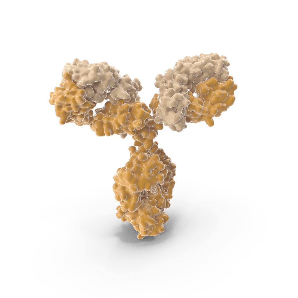 Anti-α-Synuclein (phospho S129) monoclonal antibody, clone 92B